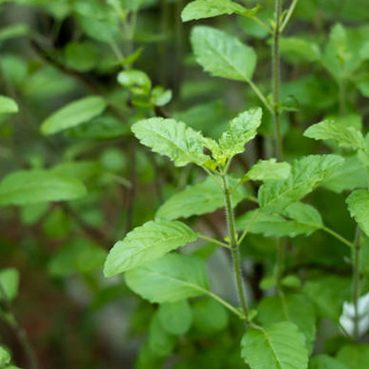 What is Tulsi Plant: Cultural Significance And Gifting